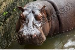 Hippo # 2